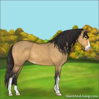 Horse Color:Buckskin Dun Sabino 