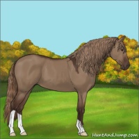 Horse Color:Liver Red Dun 