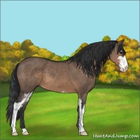 Horse Color:Brown Dun Sabino 
