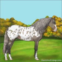 Horse Color:Silver Grullo Sabino Appaloosa 
