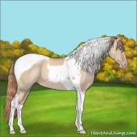 Horse Color:Gold Champagne Dun Tobiano 