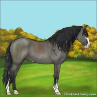 Horse Color:Grullo Sabino 