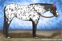 Horse Color:Black Appaloosa 