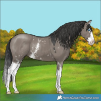 Horse Color:White Spotted Grullo Splash 