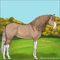 Horse Color:Red Dun Splash 