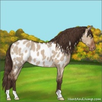 Horse Color:Liver Red Dun Appaloosa 