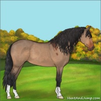 Horse Color:Bay Dun 
