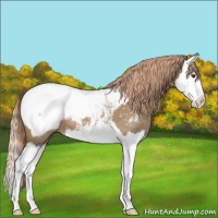 Horse Color:Liver Red Dun Splash Appaloosa 