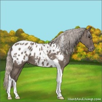 Horse Color:Silver Grullo Tobiano Appaloosa 