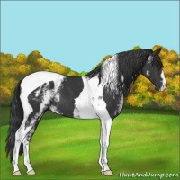 Horse Color:White Spotted Black Tobiano 