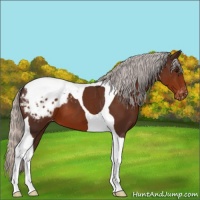 Horse Color:Silver Brown Tobiano Blanket 