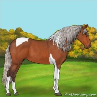 Horse Color:Silver Bay Tobiano 