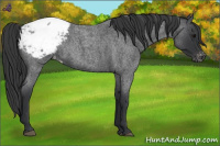 Horse Color:Blue Roan Snowcap