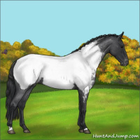 Horse Color:Blue Roan Near Fewspot 