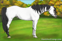 Horse Color:Blue Roan Near Fewspot