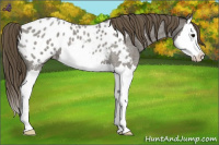 Horse Color:Smoky Blue Roan Splash Appaloosa 