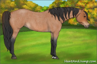Horse Color:Bay Roan 