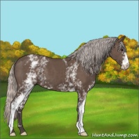 Horse Color:White Spotted Silver Black 