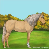 Horse Color:Palomino Roan 