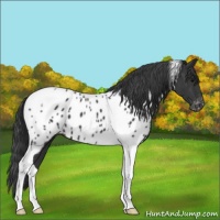 Horse Color:Black Tobiano Appaloosa 