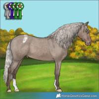 Horse Color:Silver Grullo Appaloosa