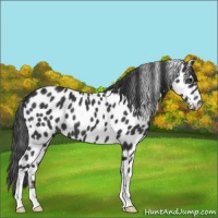 Horse Color:Black Appaloosa 