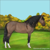 Horse Color:Brown Dun 