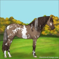Horse Color:White Spotted Liver Red Dun 