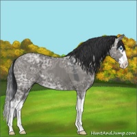 Horse Color:Grullo Ice Sabino Splash 