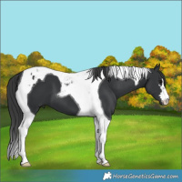 Horse Color:Black Tobiano 