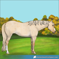 Horse Color:Palomino Roan Dun 