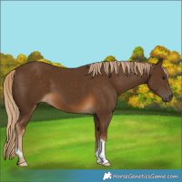 Horse Color:Chocolate Palomino 
