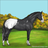Horse Color:Blue Roan Splash Snowcap 
