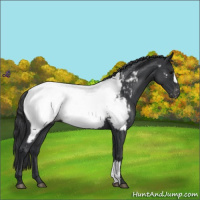 Horse Color:Blue Roan Near Fewspot 