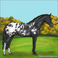 Horse Color:Black Appaloosa 