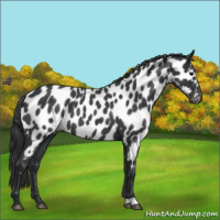 Horse Color:Blue Roan Near Leopard 