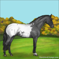 Horse Color:Blue Roan Snowcap 