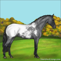 Horse Color:Blue Roan Snowcap 