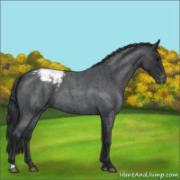 Horse Color:Blue Roan Varnish 