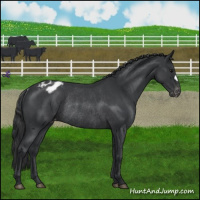 Horse Color:Blue Roan Appaloosa Rabicano 