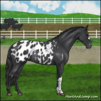 Horse Color:Blue Roan Appaloosa Rabicano 