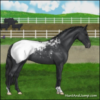 Horse Color:Blue Roan Snowcap 
