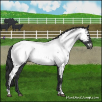 Horse Color:Blue Roan Appaloosa