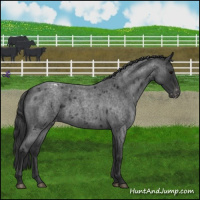 Horse Color:Blue Roan Appaloosa 