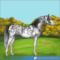 Horse Color:Black Sabino 