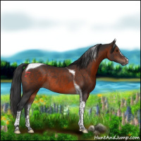 Horse Color:Brown Sabino Tobiano Rabicano 
