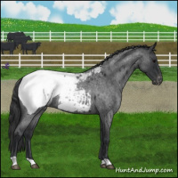 Horse Color:Blue Roan Snowcap 