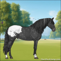 Horse Color:Blue Roan Snowcap 