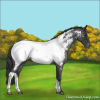 Horse Color:Blue Roan Appaloosa 