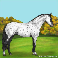 Horse Color:Blue Roan Near Leopard 